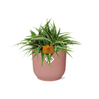 Chlorophytum Ocean 15cm in ELHO Vibes Fold 16cm round delicate pink Chlorophytum Ocean 15cm in ELHO Vibes Fold 16cm round delicate pink
