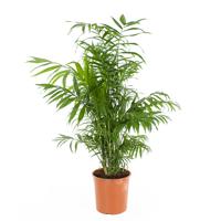 Mexicaanse Dwergpalm (Chamaedorea Elegans) - P 21 cm