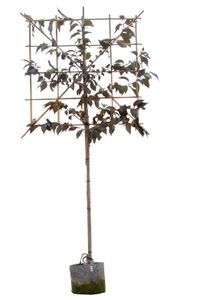 Rode Japanse sierkers leiboom 180 cm Prunus serrulata Royal Burgundy 300 cm leirek 120x150 cm - Warentuin Natuurlijk