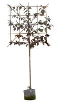 Rode Japanse sierkers leiboom 180 cm Prunus serrulata Royal Burgundy 300 cm leirek 120x150 cm - Warentuin Natuurlijk - thumbnail