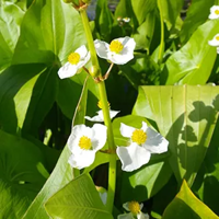 Breedbladig Pijlkruid / Sagittaria latifolia - thumbnail
