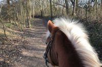 Paardrijden in de duinen met lunch - thumbnail