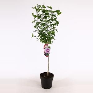 Hibiscus syriacus Ardens op stam - Stam 60 cm - 9 stuks