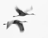 Flying Birds Kunstdruk - thumbnail