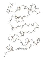 HEMA Lichtsnoer 12.66m met 384 micro LED lampjes voor binnen en buiten (wit)