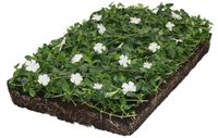 Plantenmat vasteplanten maagdenpalm Vinca Alba prijs per 1m2 cm Covergreen - Covergreen - thumbnail