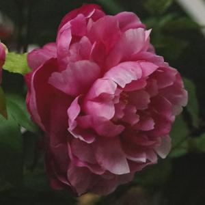 Pioenroos kunstbloem 69cm paars