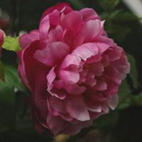 Pioenroos kunstbloem 69cm paars