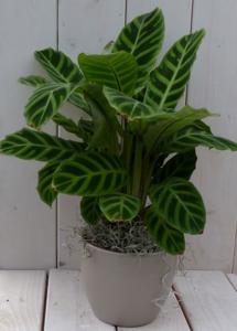 Calathea groen blad taupe pot 40 cm - Warentuin natuurlijk