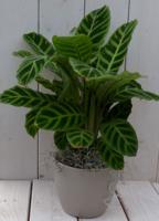 Calathea groen blad taupe pot 40 cm - Warentuin natuurlijk