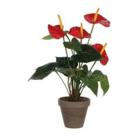 Mica Anthurium rood - thumbnail
