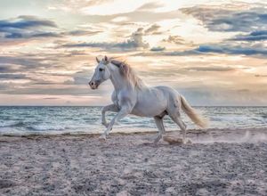 Ravensburger Puzzel Paard op het strand 500st