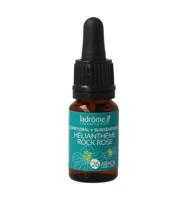 Rock rose bio Rock rose bio