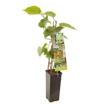 Kiwi Actinidia deliciosa Jenny
