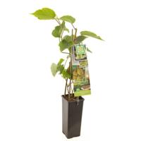 Kiwi Actinidia deliciosa Jenny