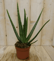 2 stuks! Kamerplant Aloe vera - Warentuin natuurlijk