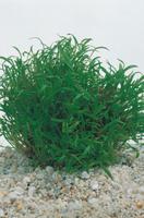 2 stuks! Lilaeopsis brasiliensis potmaat P11 Braziliaanse gras Moerings - Moerings