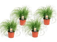 4 Cyperus Kattengras planten - thumbnail