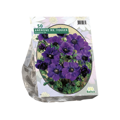 Anemone