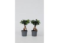 Ficus Ginseng 'Japanse Bonsai' - set van 2