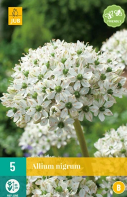 Allium nigrum - Jub