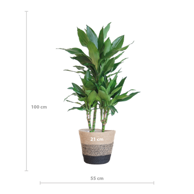 Dracaena Janet Lindt met Mand Lissabon zwart - 95cm - Ø21