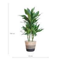 Dracaena Janet Lindt met Mand Lissabon zwart - 95cm - Ø21