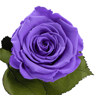 Longlife roos A Passionate Love Story Longlife roos A Passionate Love Story