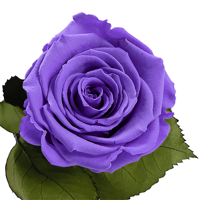 Longlife roos A Passionate Love Story Longlife roos A Passionate Love Story
