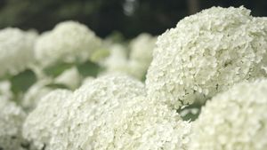 Hortensia