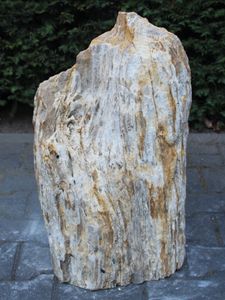 Versteend hout MA-11, 62 cm