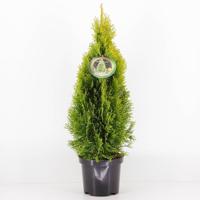 Thuja occidentalis golden smaragd - Warentuin natuurlijk