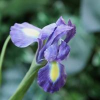 Iris Kunstbloem 65cm Paars