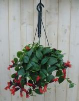 Hangplant Aeschynanthus - Warentuin natuurlijk