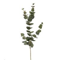 Eucalyptus green 131014 Eucalyptus green 131014