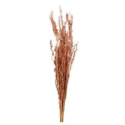 Droogbloemen Alfonso gras - naturel - 100 cm