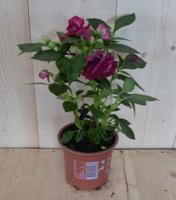 3 stuks! Vlijtig liesje dubbelbloemig roze zomerbloeier Impatiens Walleriana Warentuin Natuurlijk - Warentuin natuurlijk