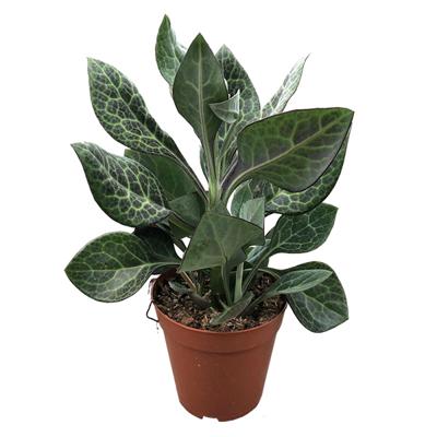 Senecio Kleinia Nyikensis - P 15 cm