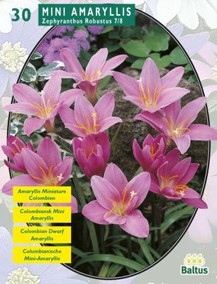 Zomer Bloembollen Zephyranthus Robustus (Habranthus) per 30 - Baltus