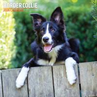 Border Collie Kalender 2026