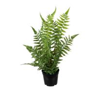 Louis Maes kunstplanten - Bosvaren - groen - in pot - 38 cm - thumbnail