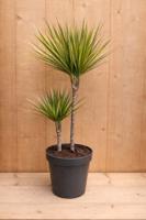 Drakenbloedboom Dracaena Fragrans Bicolor/Creme-Roze H60-80 cm potmaat 19 cm 2 stammen kamerplant Warentuin Natuurlijk - Warentuin natuurlijk