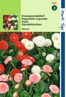 Bellis Perennis Pomponette Gemengd - Hortitops Bellis Perennis Pomponette Gemengd - Hortitops
