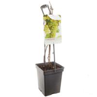 Vitis vinifera solaris witte druif fruitboom draagbeugel Fruithof - Fruithof
