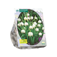 Zomerklokje / Narcisklokje / Lenteklokje Zomerklokje / Narcisklokje / Lenteklokje
