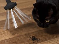 Spider Catcher Insectenvanger - thumbnail