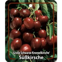 Prunus Avium Grosse Schwarze Knorpelkirsche - Oosterik Home - thumbnail