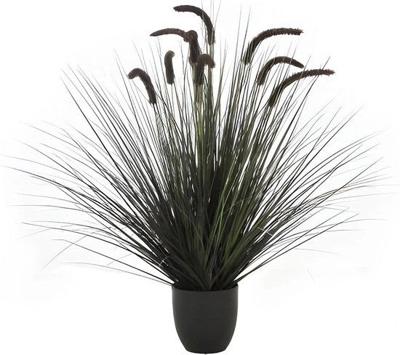 Kamgras in pot 90 cm zwart - Hortus