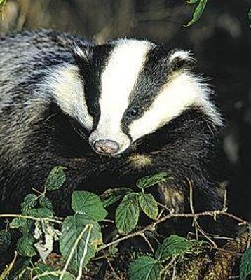 Badger (das)