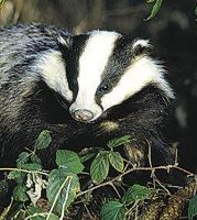 Badger (das)